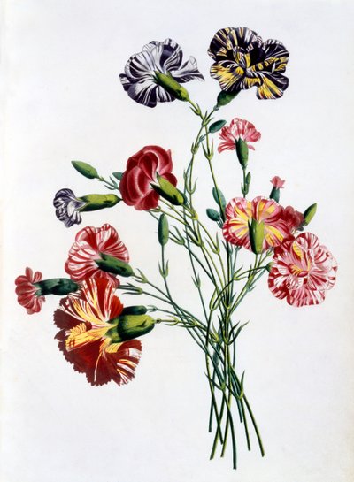 Bouquet di garofani, da 